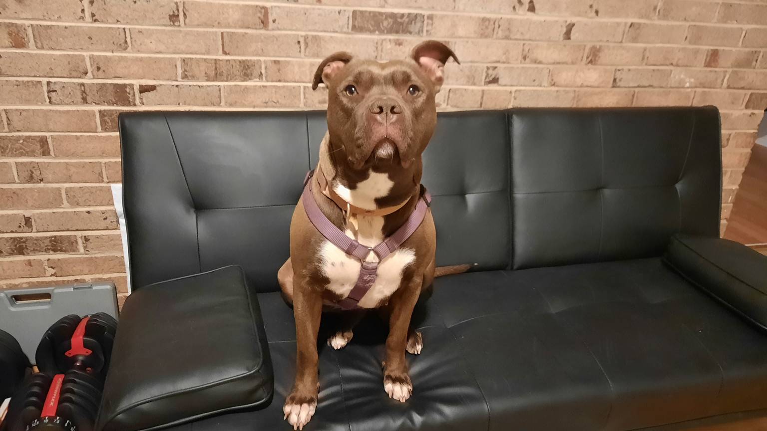 Happy dog with sitter